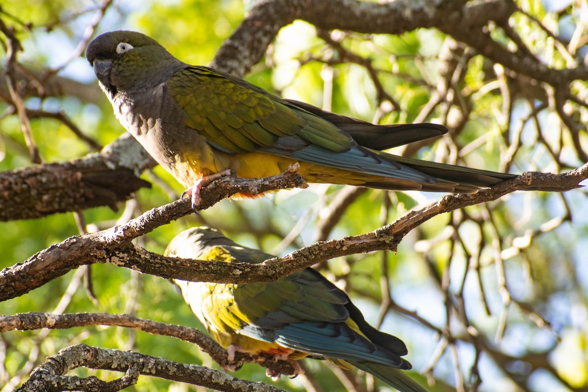 Burrowing Parakeet - Leandro Bareiro Guiñazú