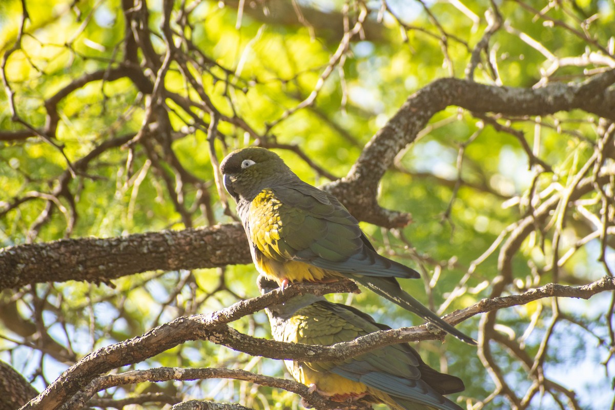 Conure de Patagonie - ML612541944