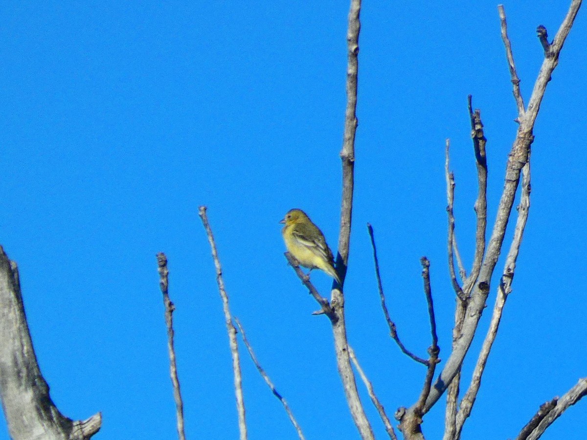 Lesser Goldfinch - ML612542033