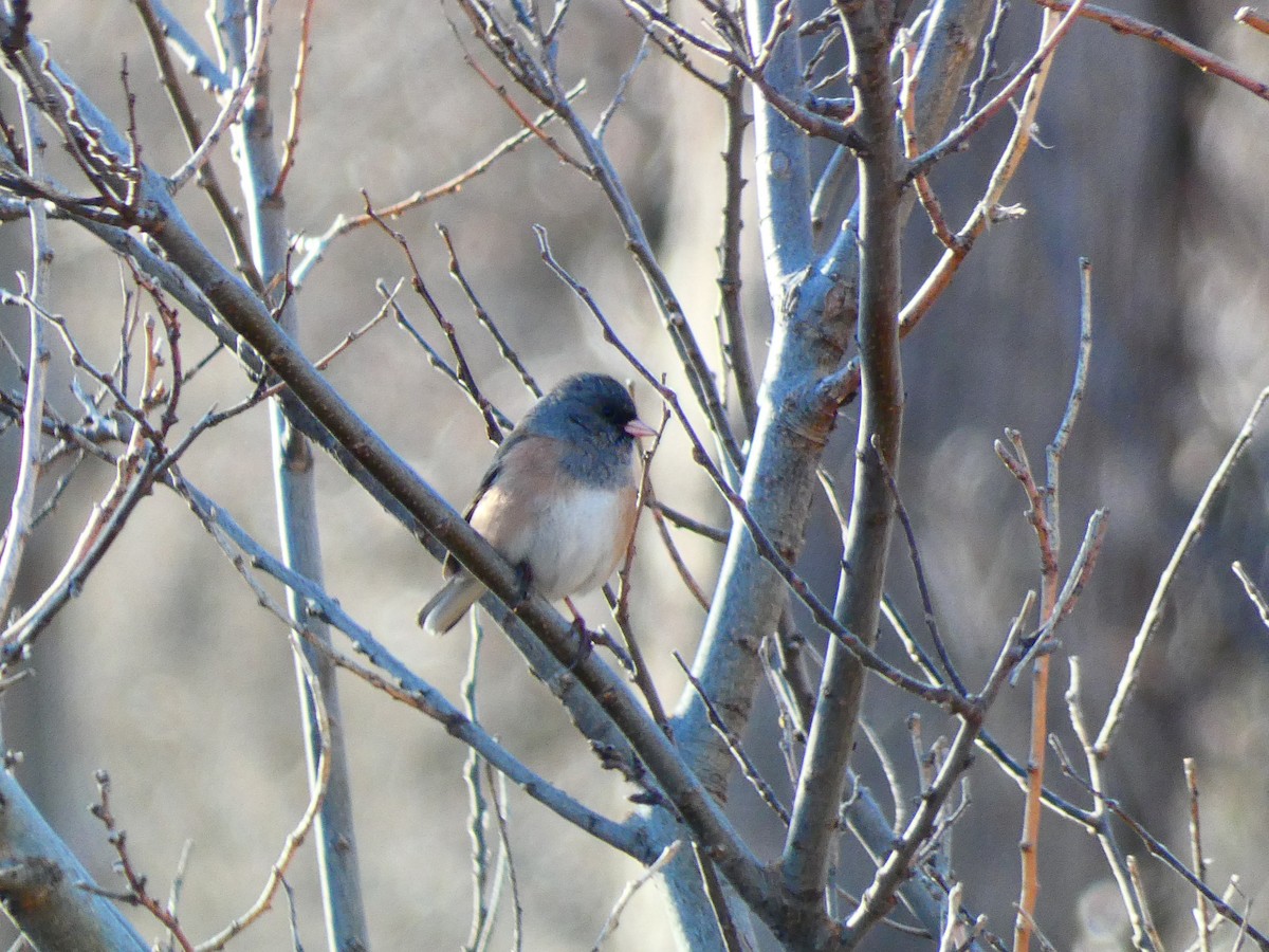 Dark-eyed Junco (Pink-sided) - ML612542036