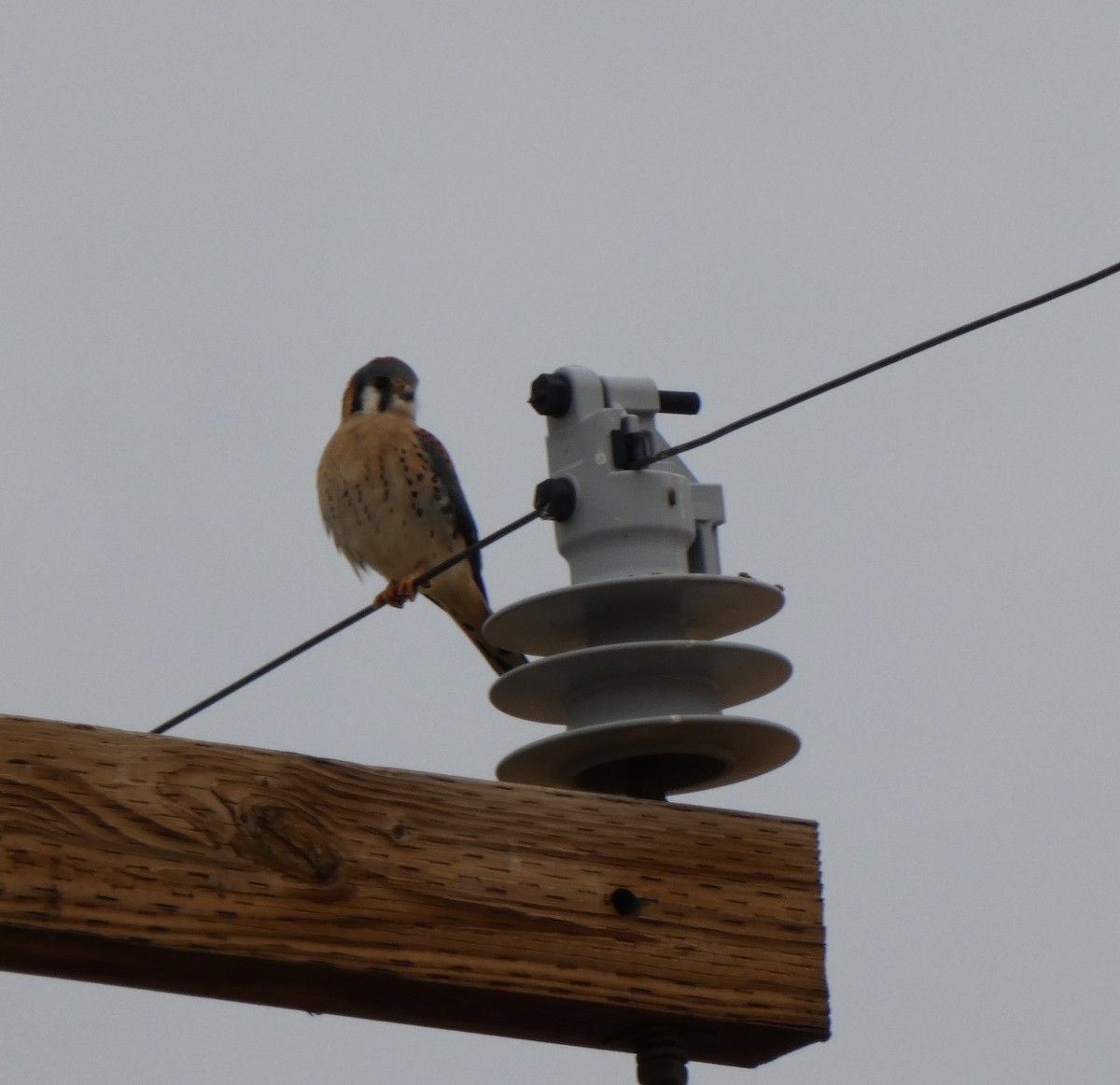 American Kestrel - ML612542037