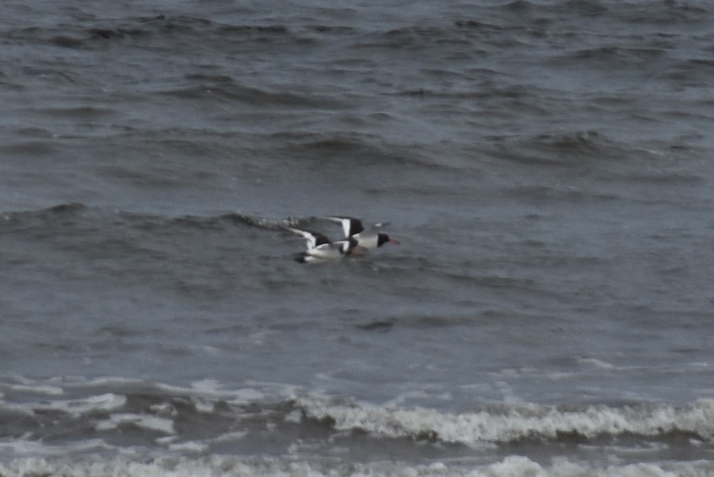 Eurasian Oystercatcher - ML612542047