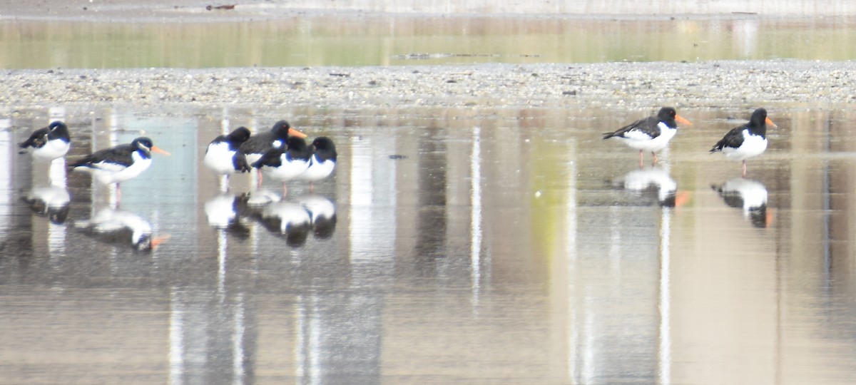 Eurasian Oystercatcher - ML612542049