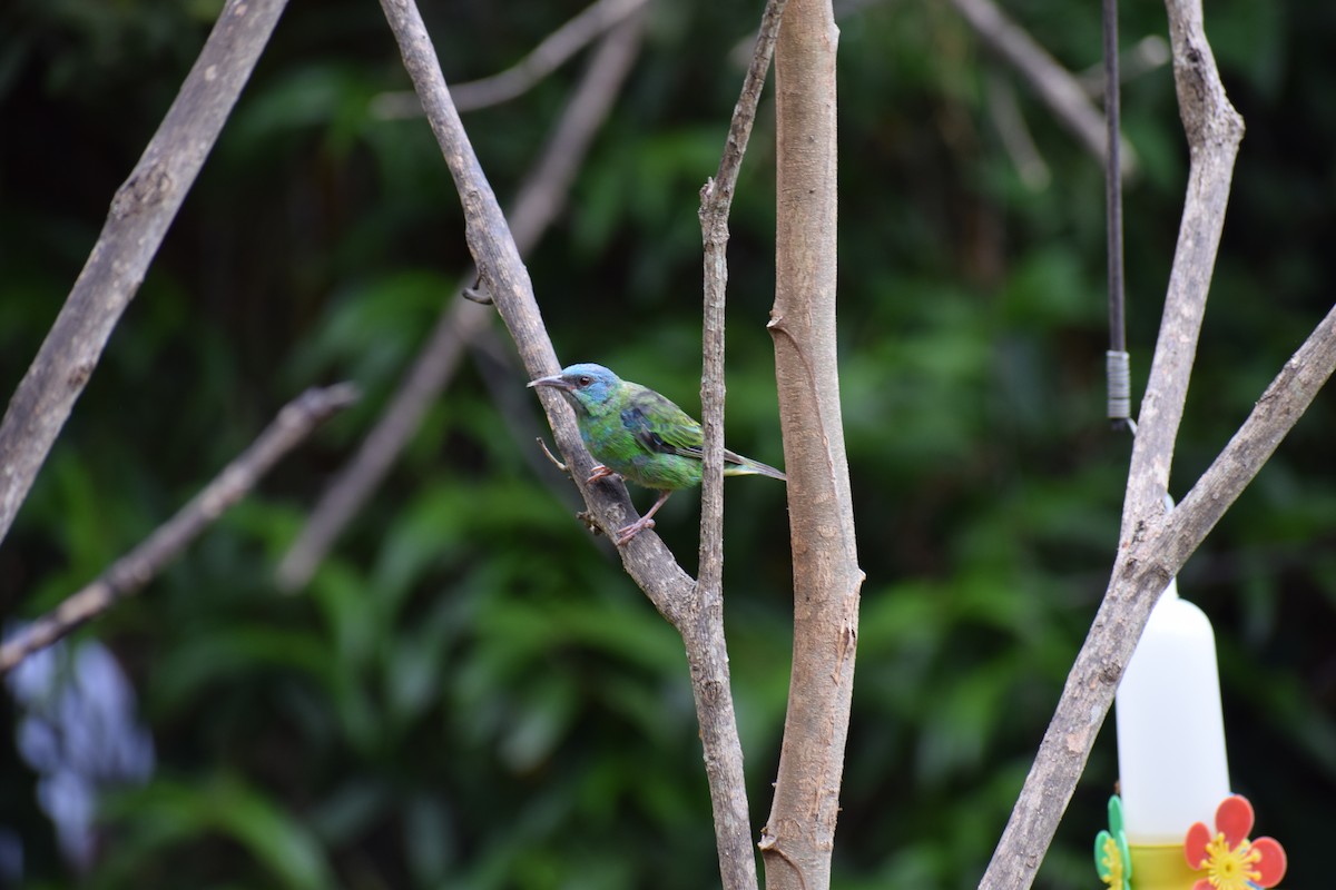 Green-headed Tanager - ML612542092