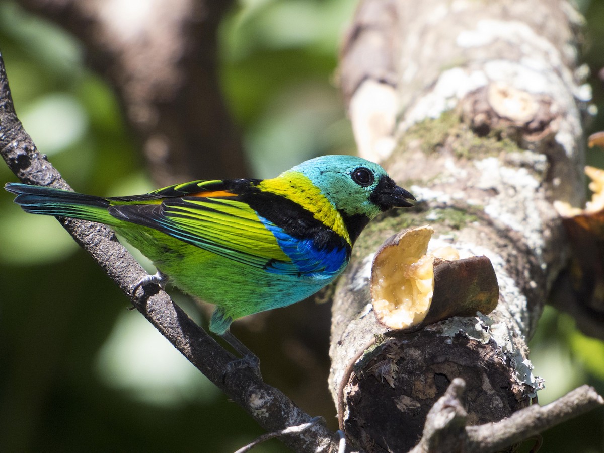 Green-headed Tanager - ML612542094