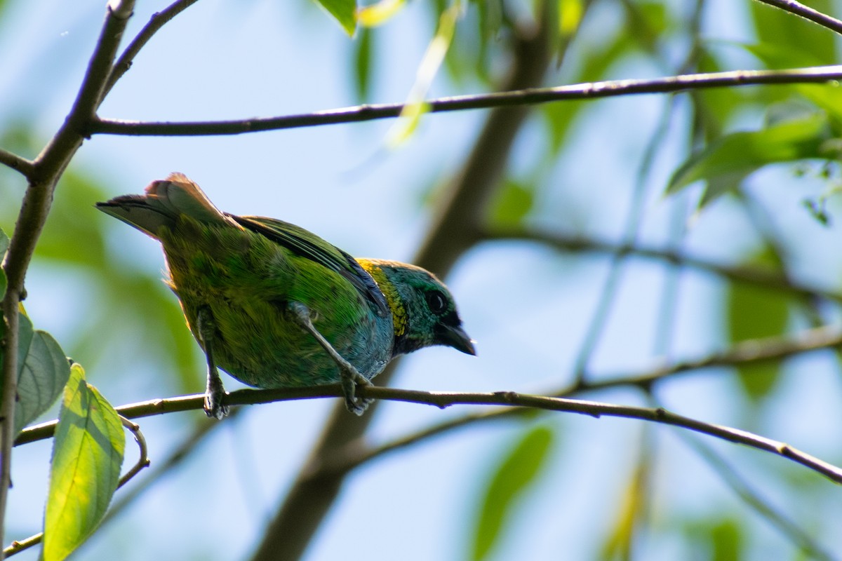 Green-headed Tanager - ML612542095