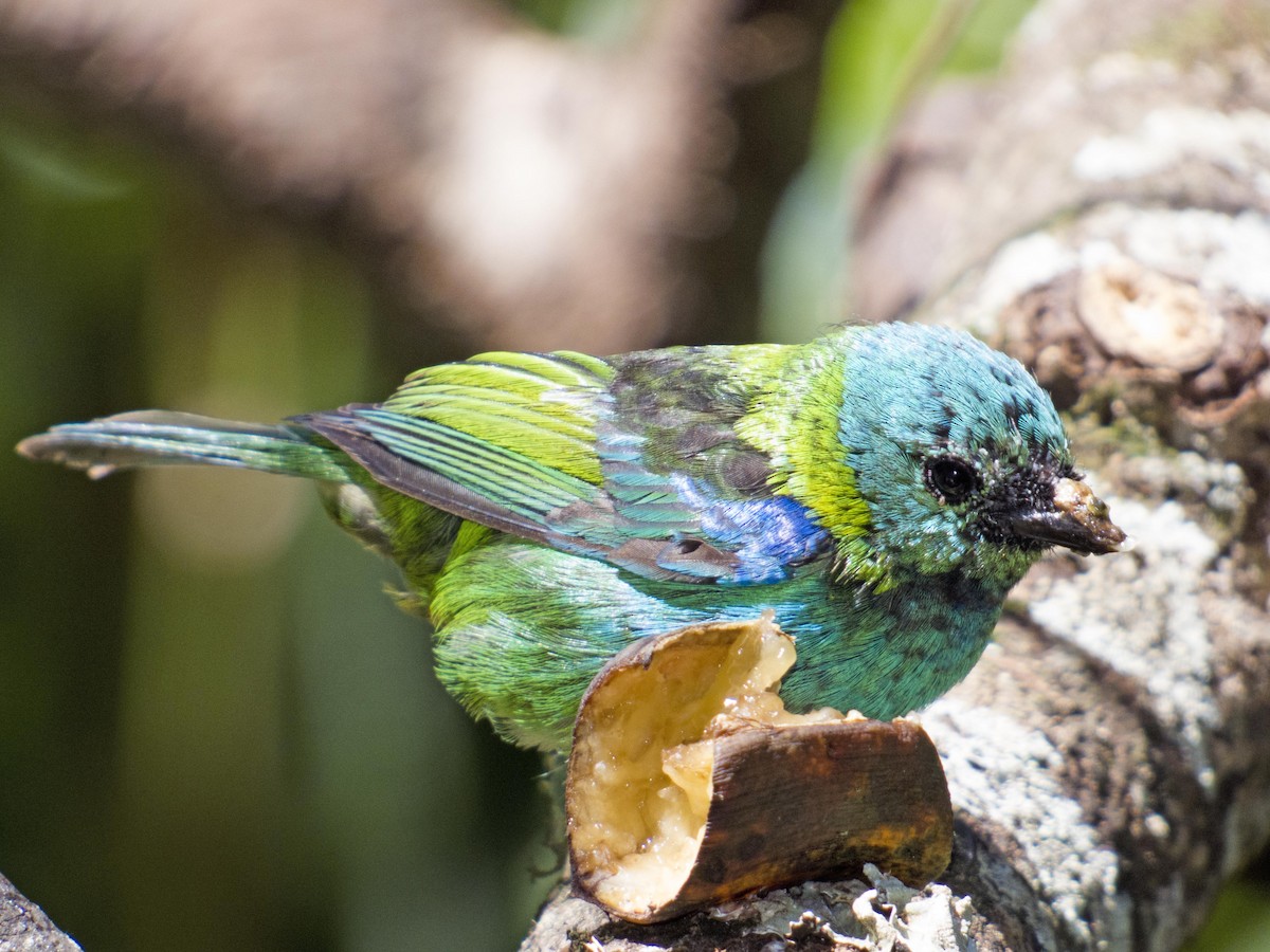 Green-headed Tanager - ML612542096