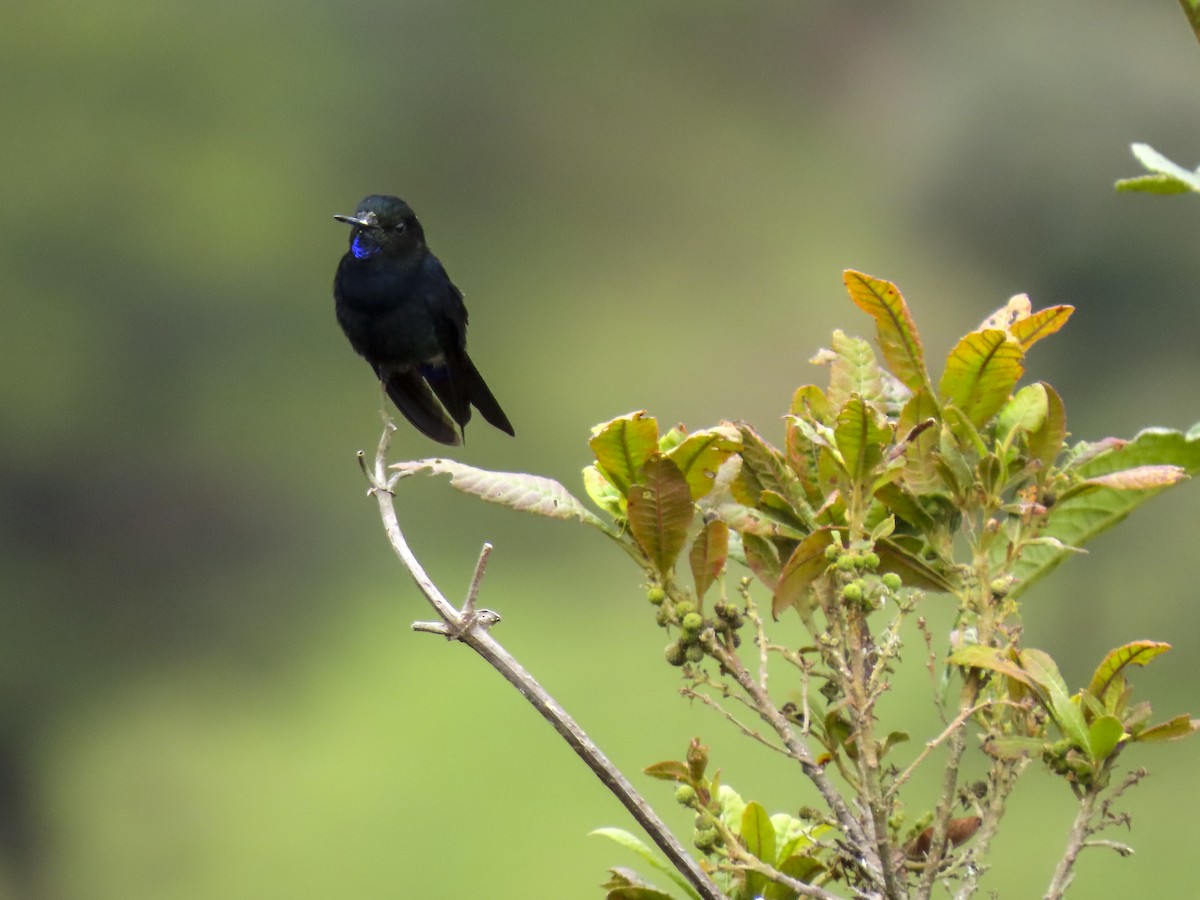 Black-breasted Puffleg - ML612542110