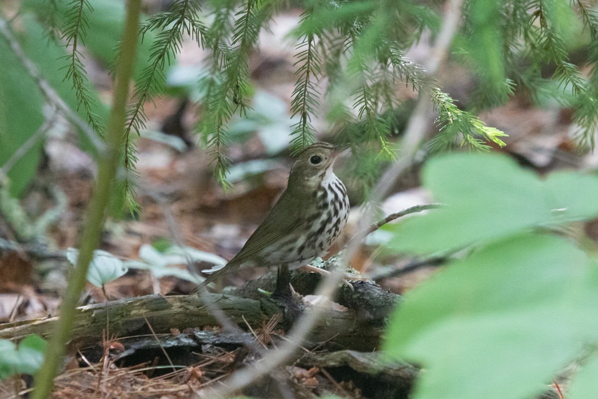 Ovenbird - ML612542130