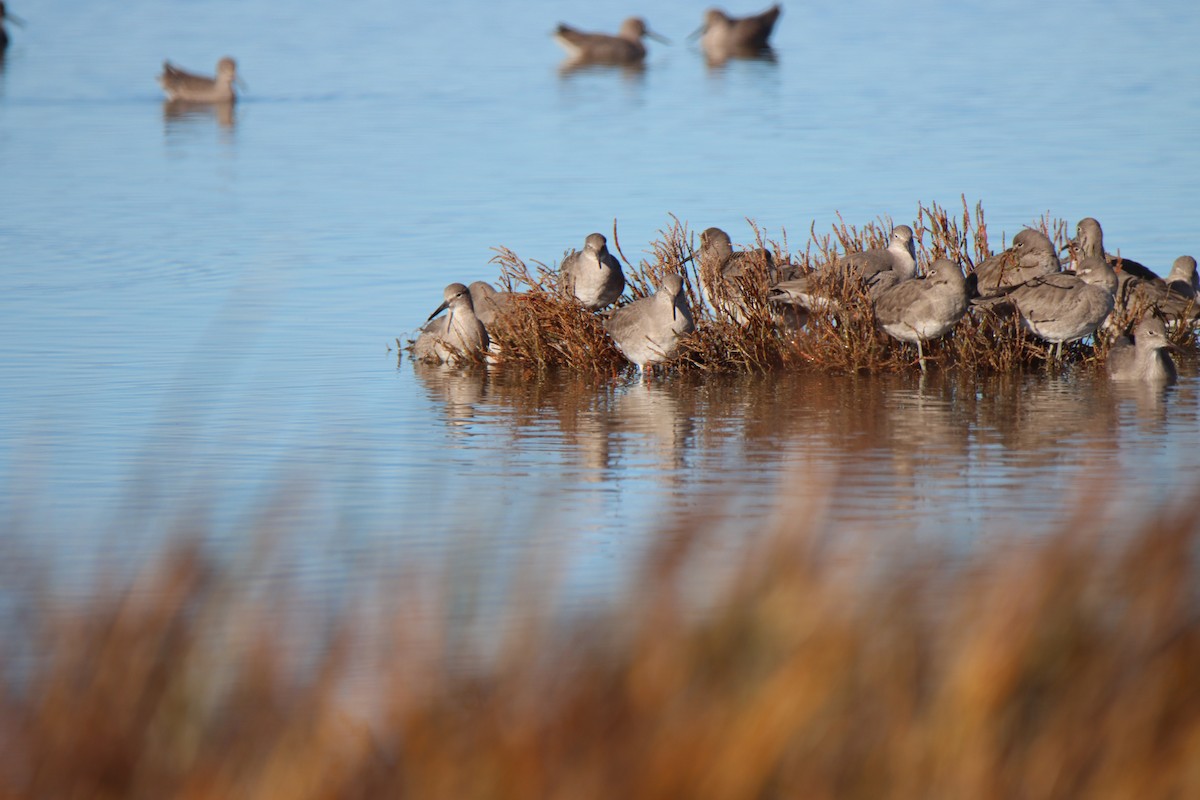 Willet - Vicky Atkinson