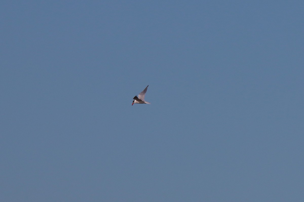 Caspian Tern - ML612542186