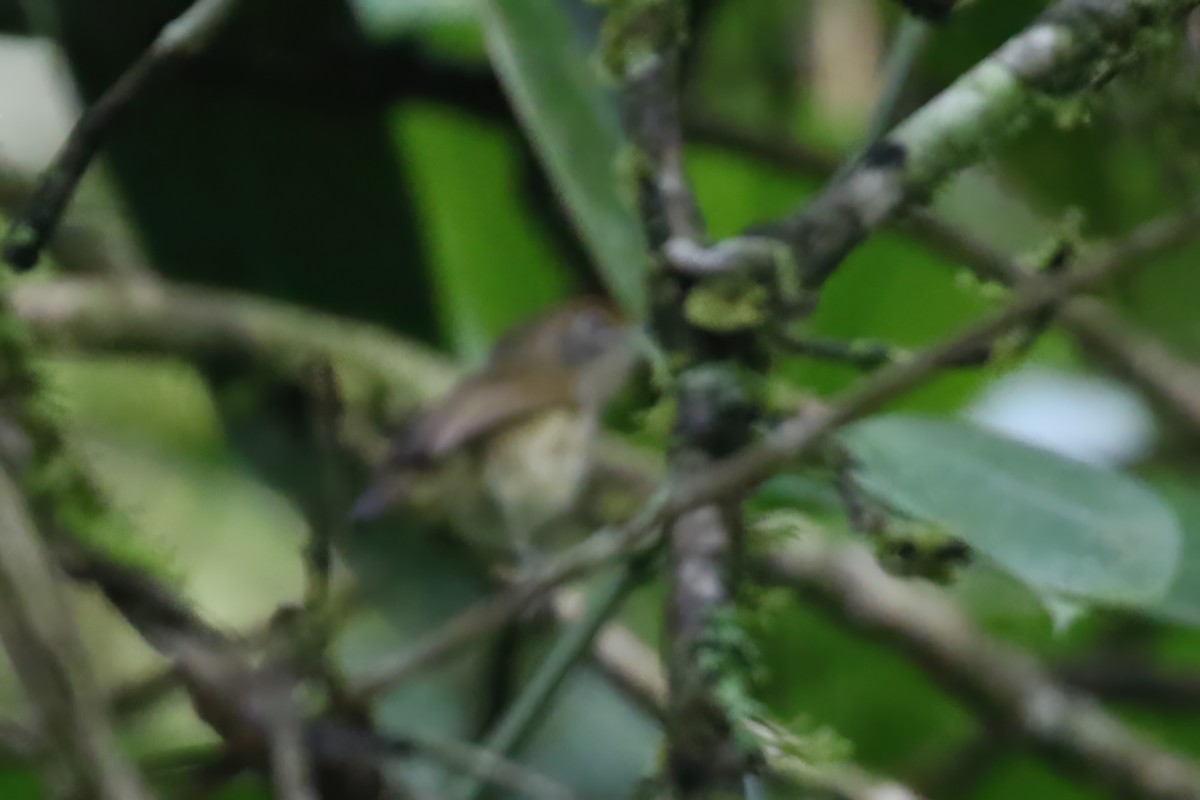 Plain Antvireo - Greg Scyphers