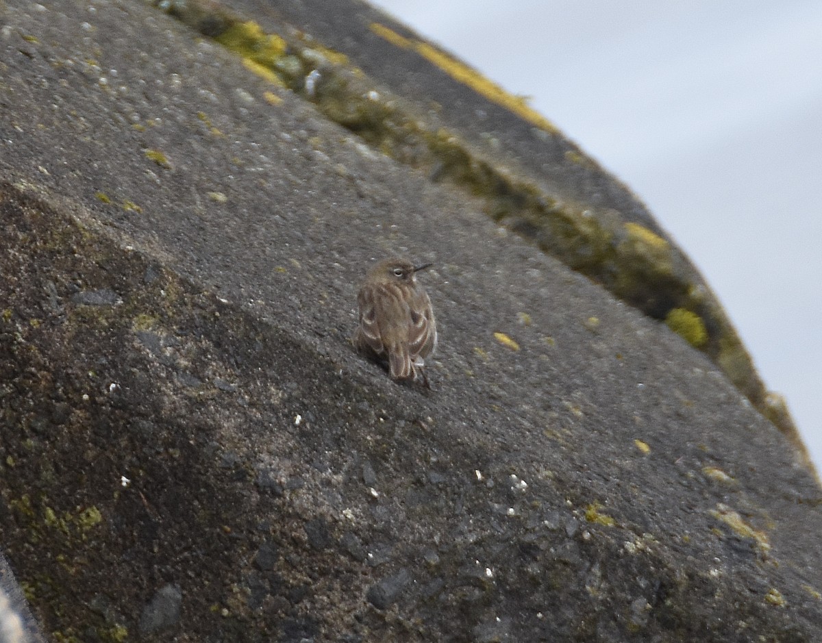 Rock Pipit - ML612542208