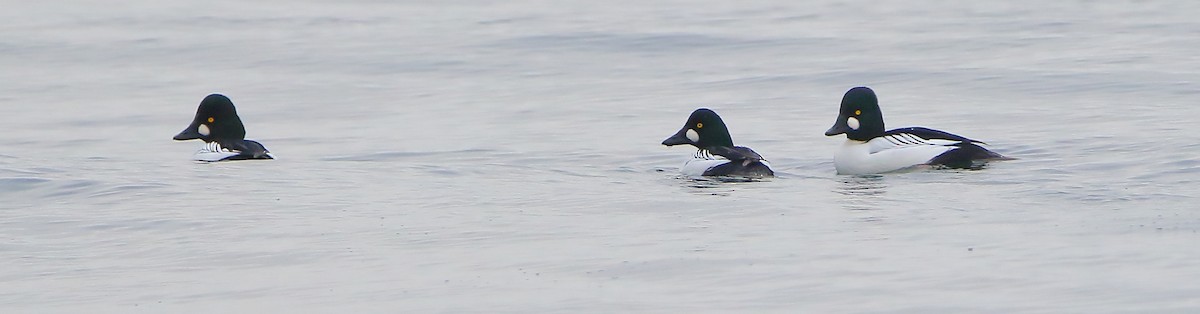 Common Goldeneye - ML612542210