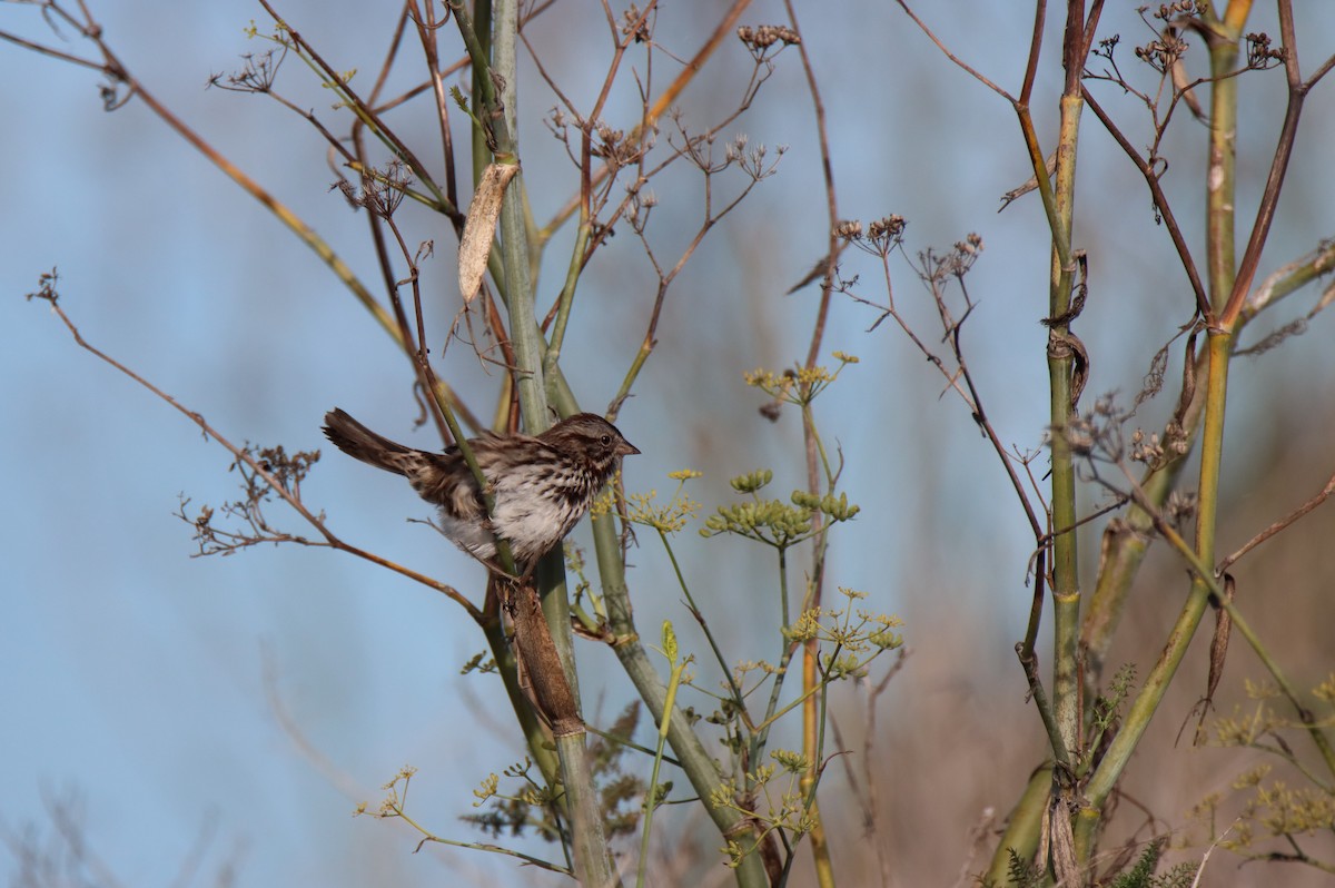 Song Sparrow - Vicky Atkinson