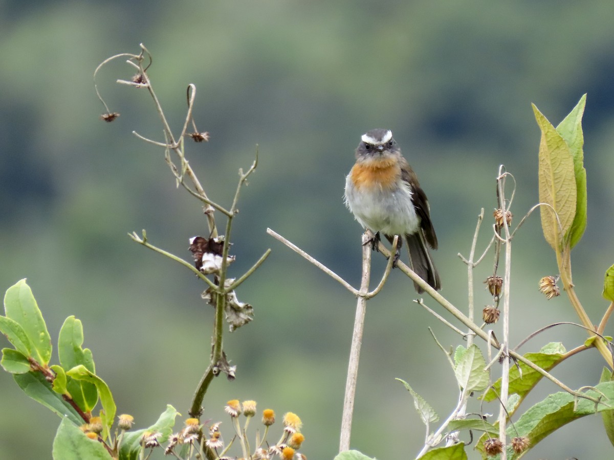 Rufous-breasted Chat-Tyrant - ML612542245