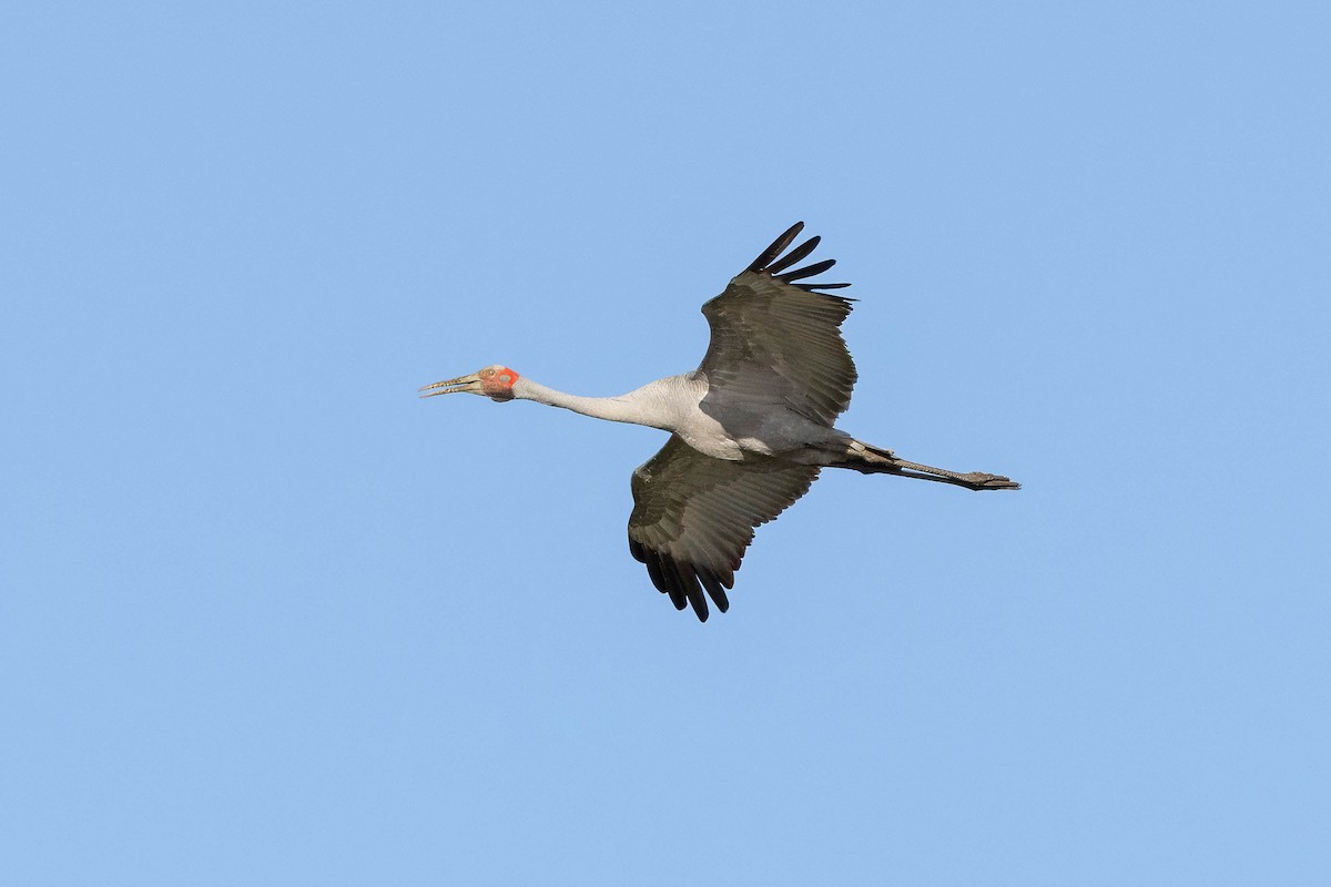 Brolga - Hans Wohlmuth