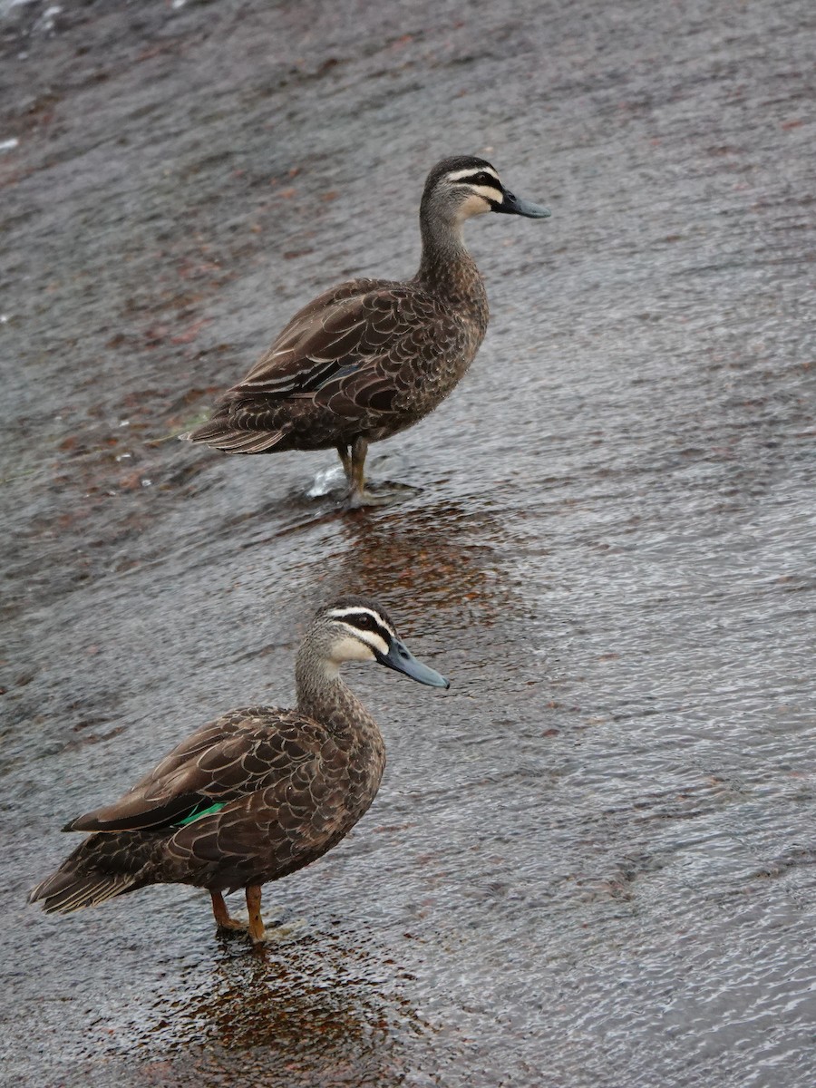 Pacific Black Duck - ML612542466