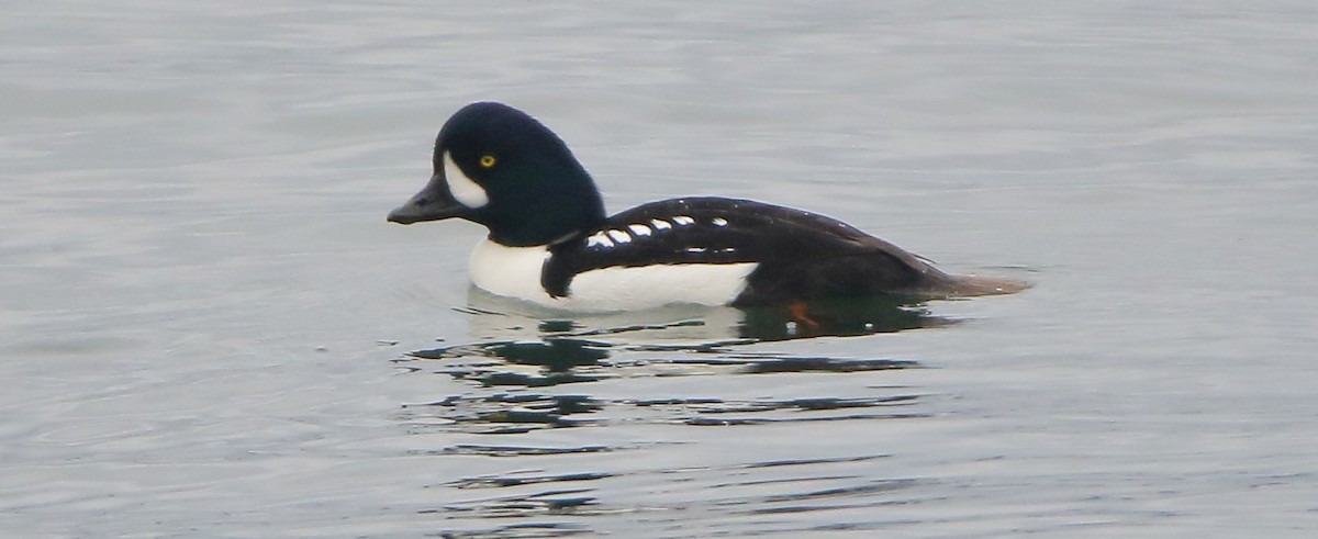 Barrow's Goldeneye - Breck Breckenridge