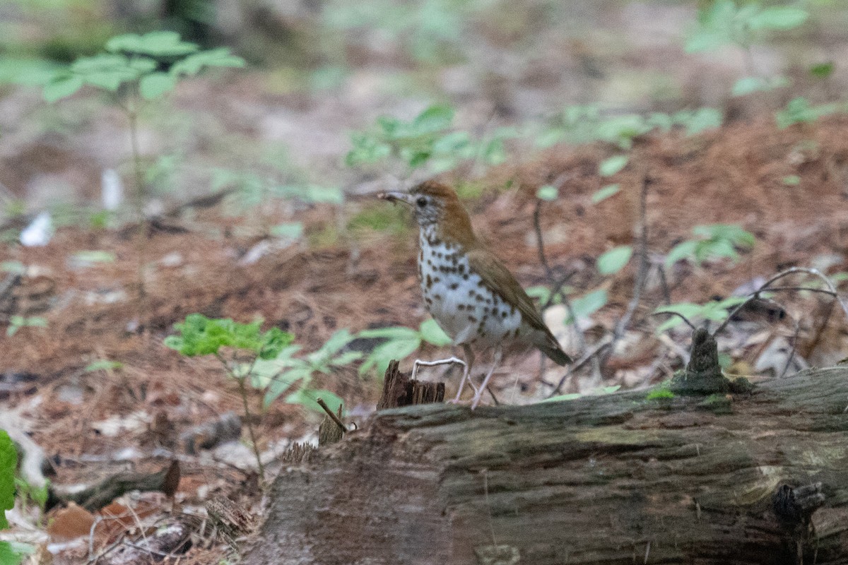 Wood Thrush - ML612542531