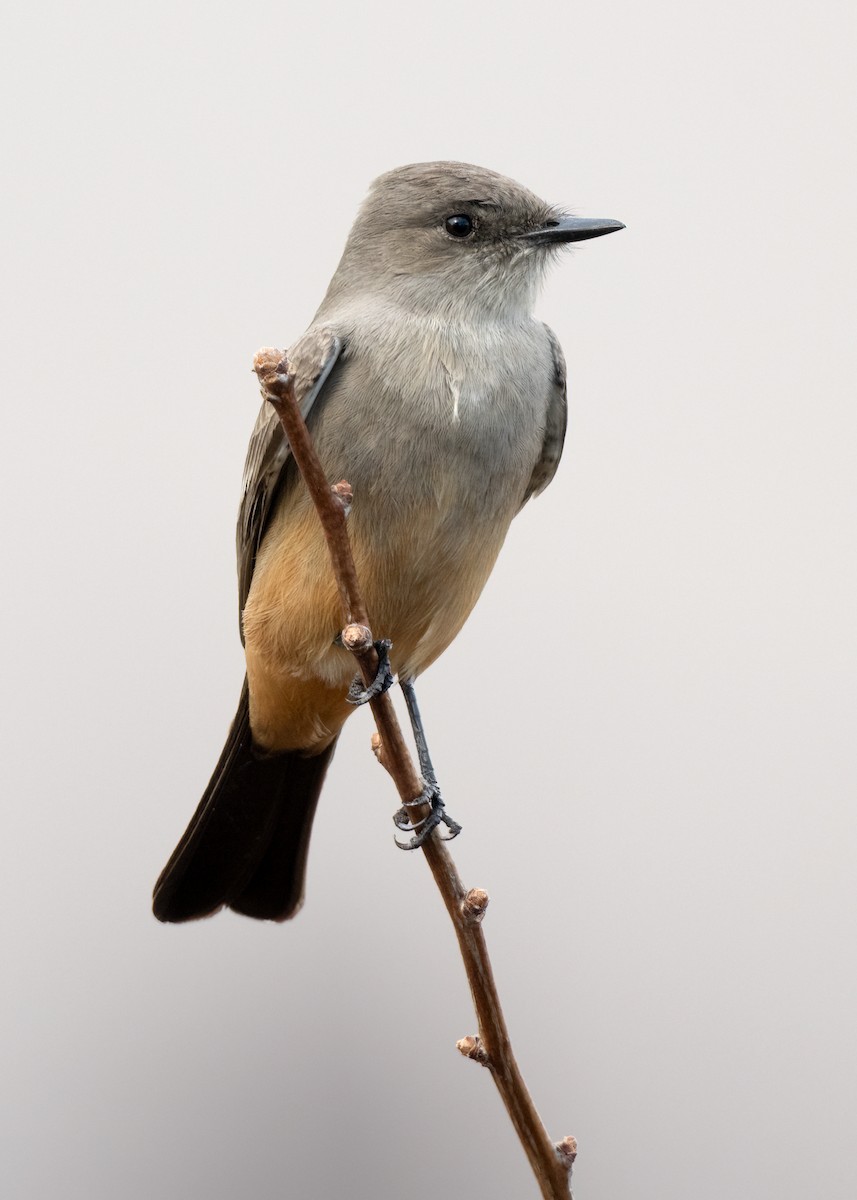 Say's Phoebe - ML612542536