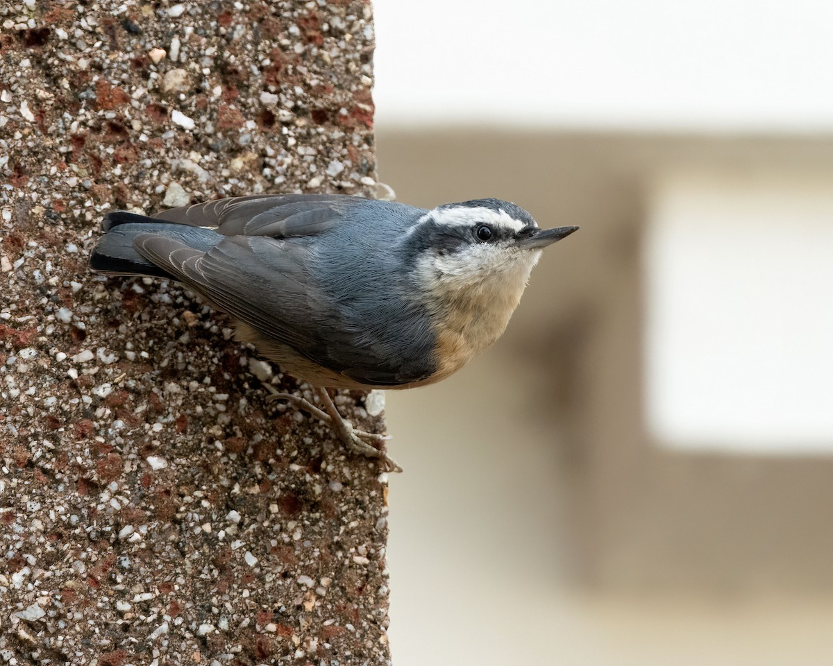 Red-breasted Nuthatch - ML612542548