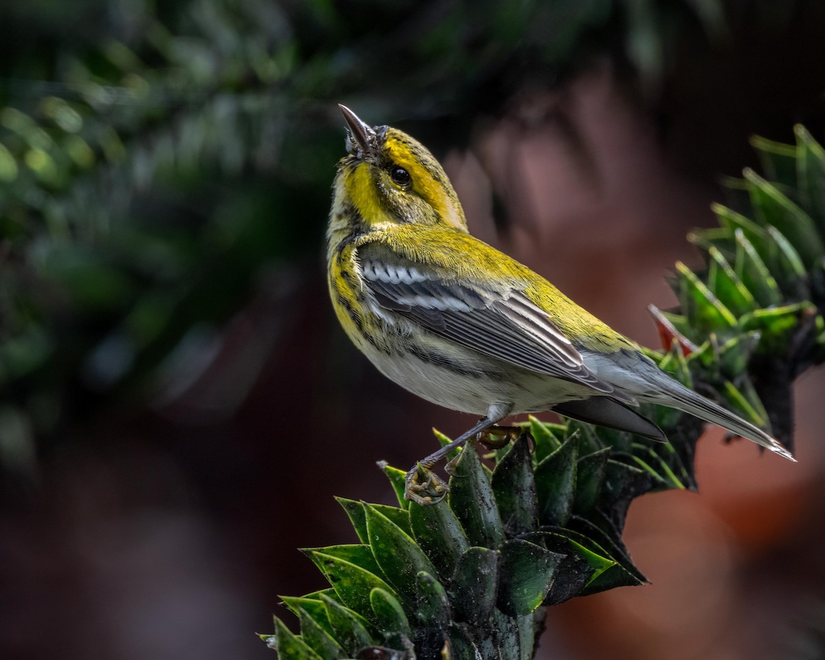 Townsend's Warbler - ML612542557