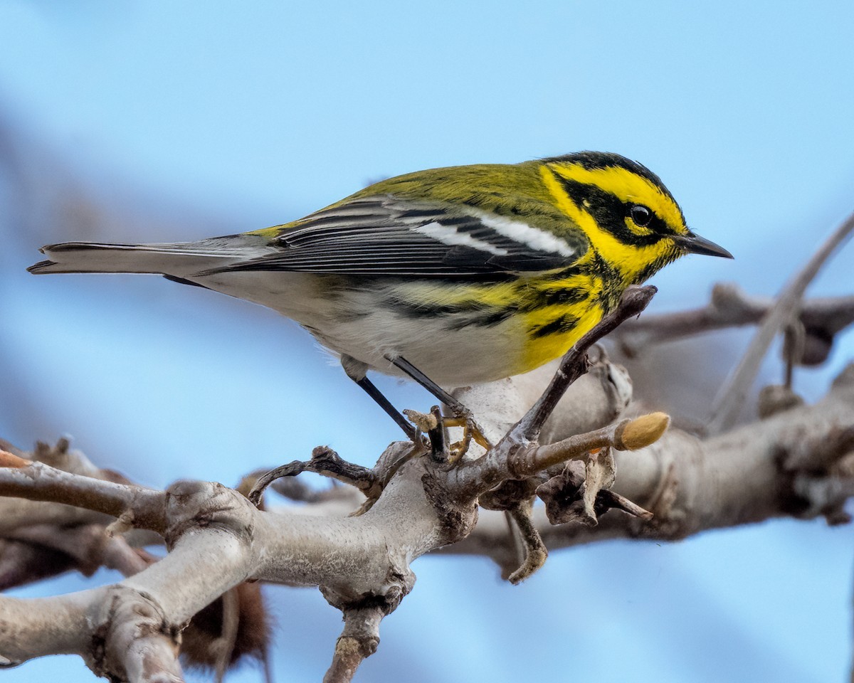 Townsend's Warbler - ML612542558