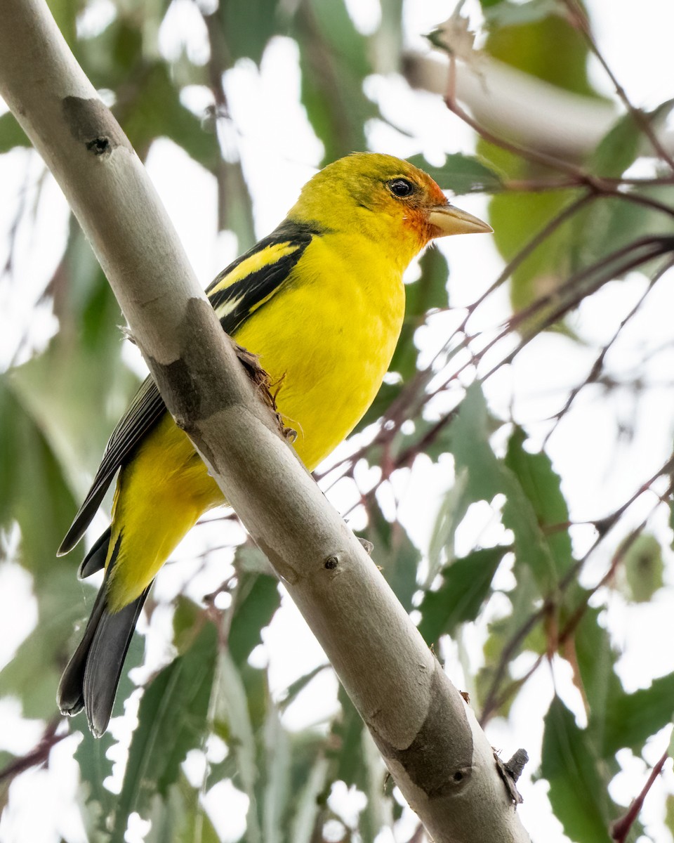 Western Tanager - ML612542560