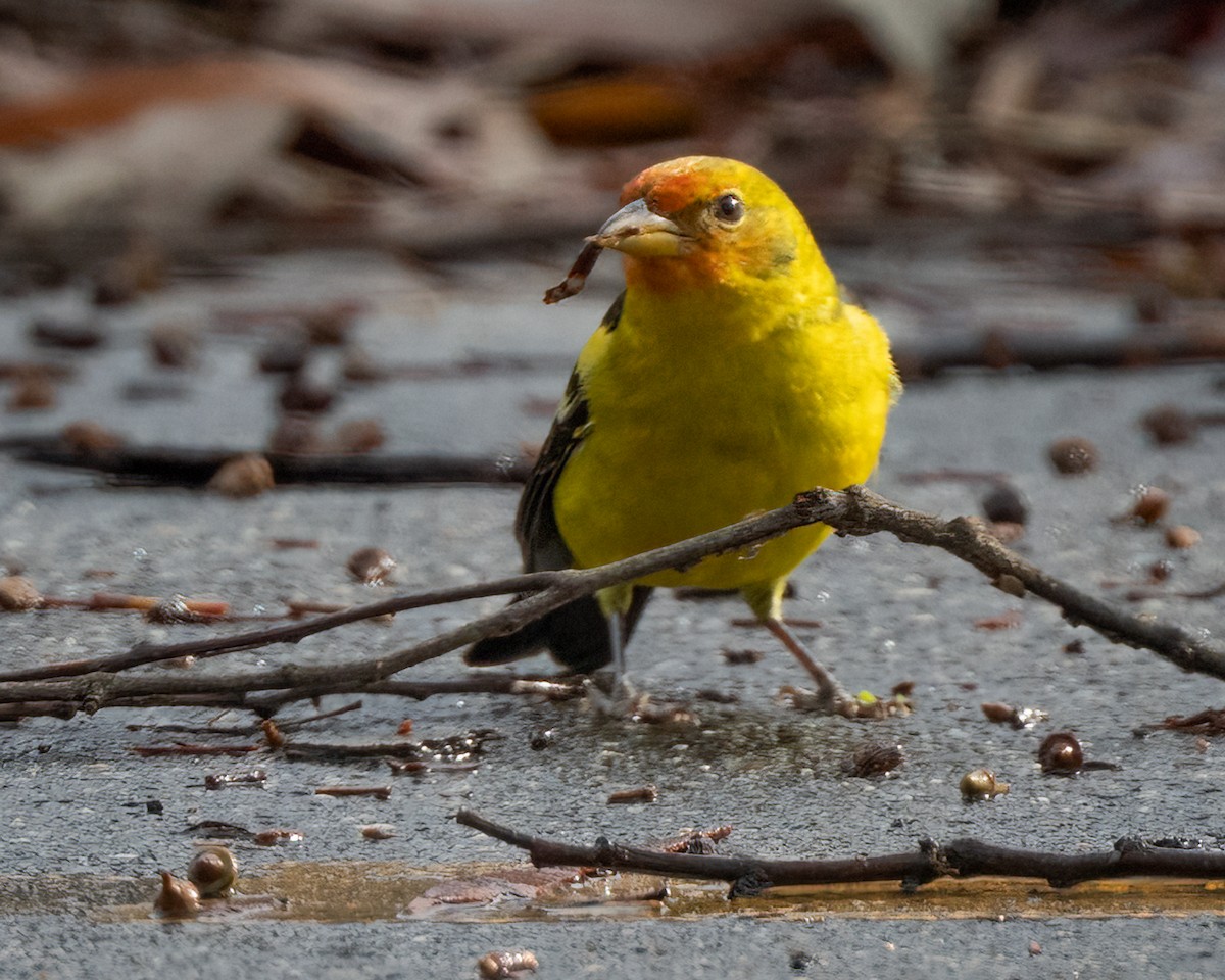 Western Tanager - ML612542561