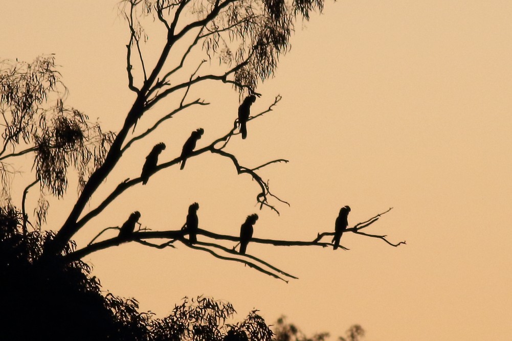 Red-tailed Black-Cockatoo - ML612542606