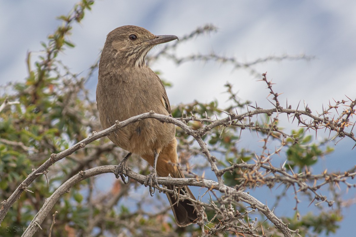 Great Shrike-Tyrant - ML612542678