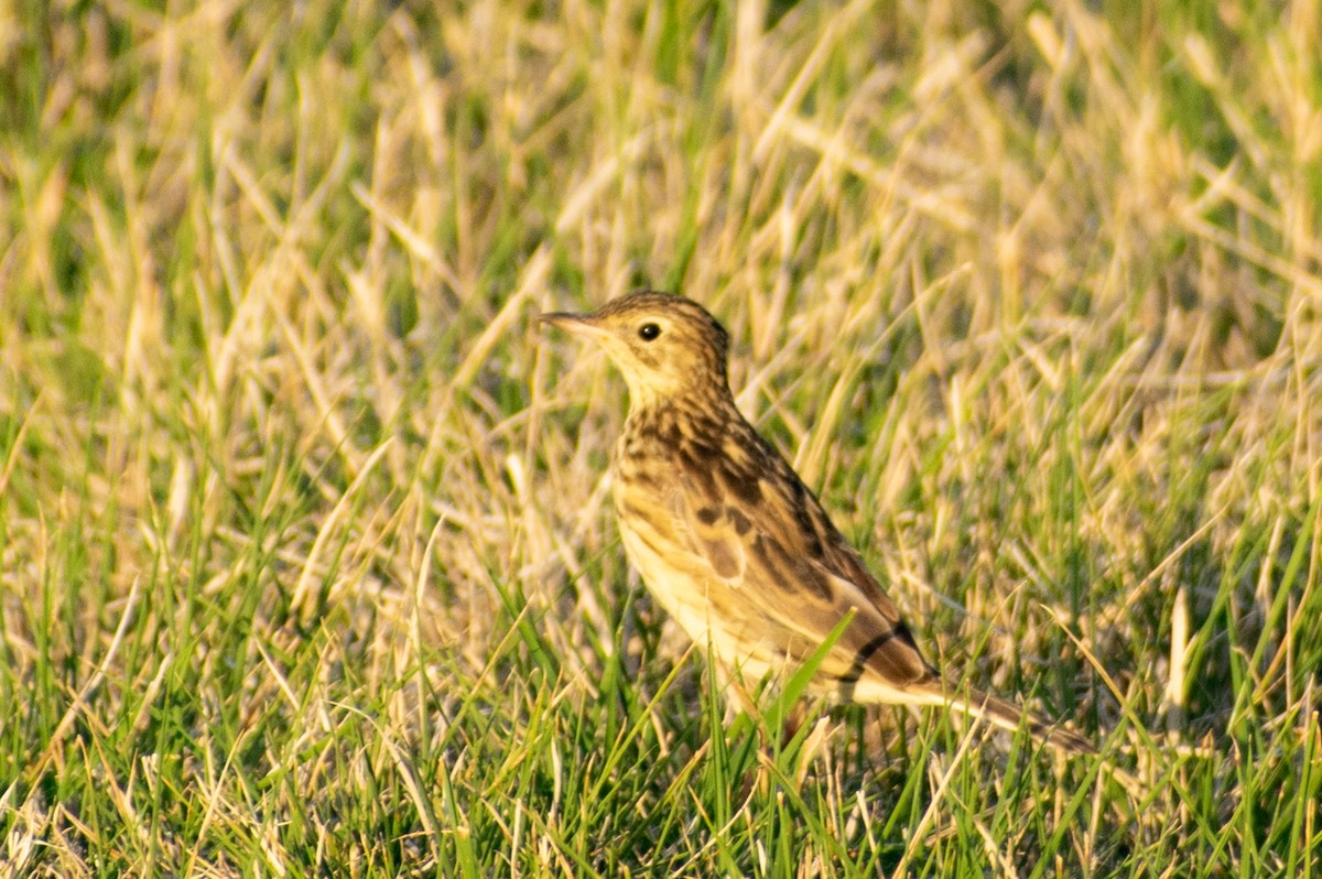 Yellowish Pipit - ML612542688