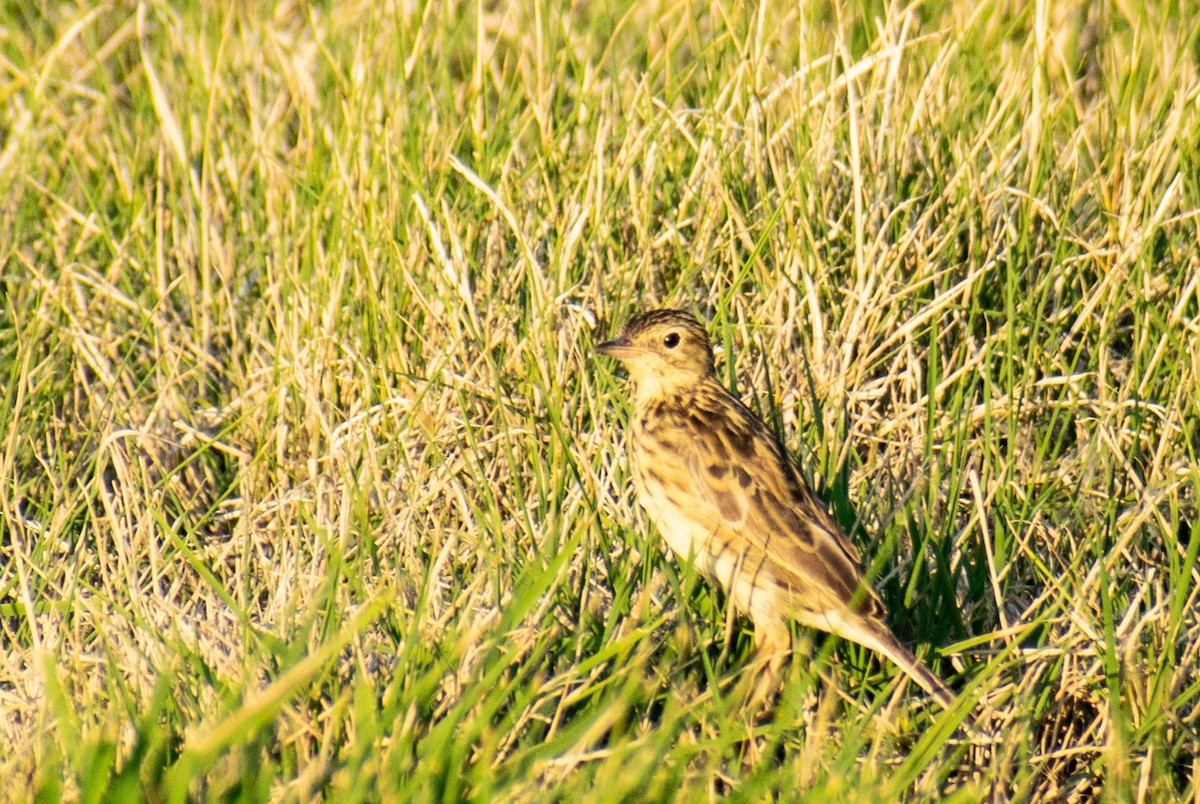 Yellowish Pipit - ML612542689