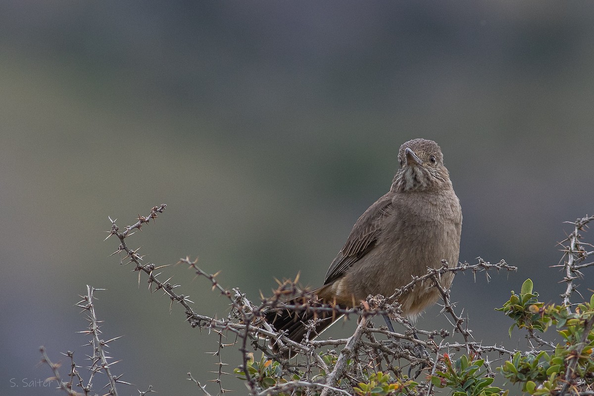 Great Shrike-Tyrant - ML612542699