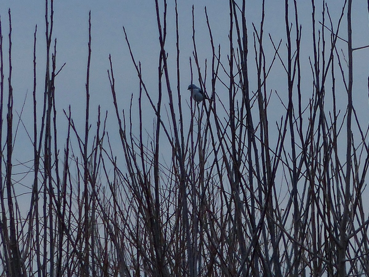 Northern Shrike (American) - Jenny Bowman