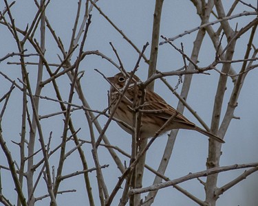 Vesper Sparrow - ML612542721