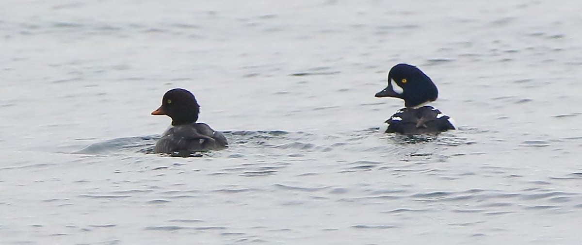 Barrow's Goldeneye - Breck Breckenridge