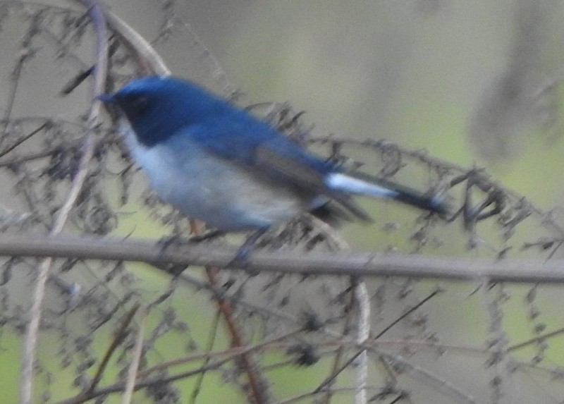 Slaty-blue Flycatcher - ML612542728