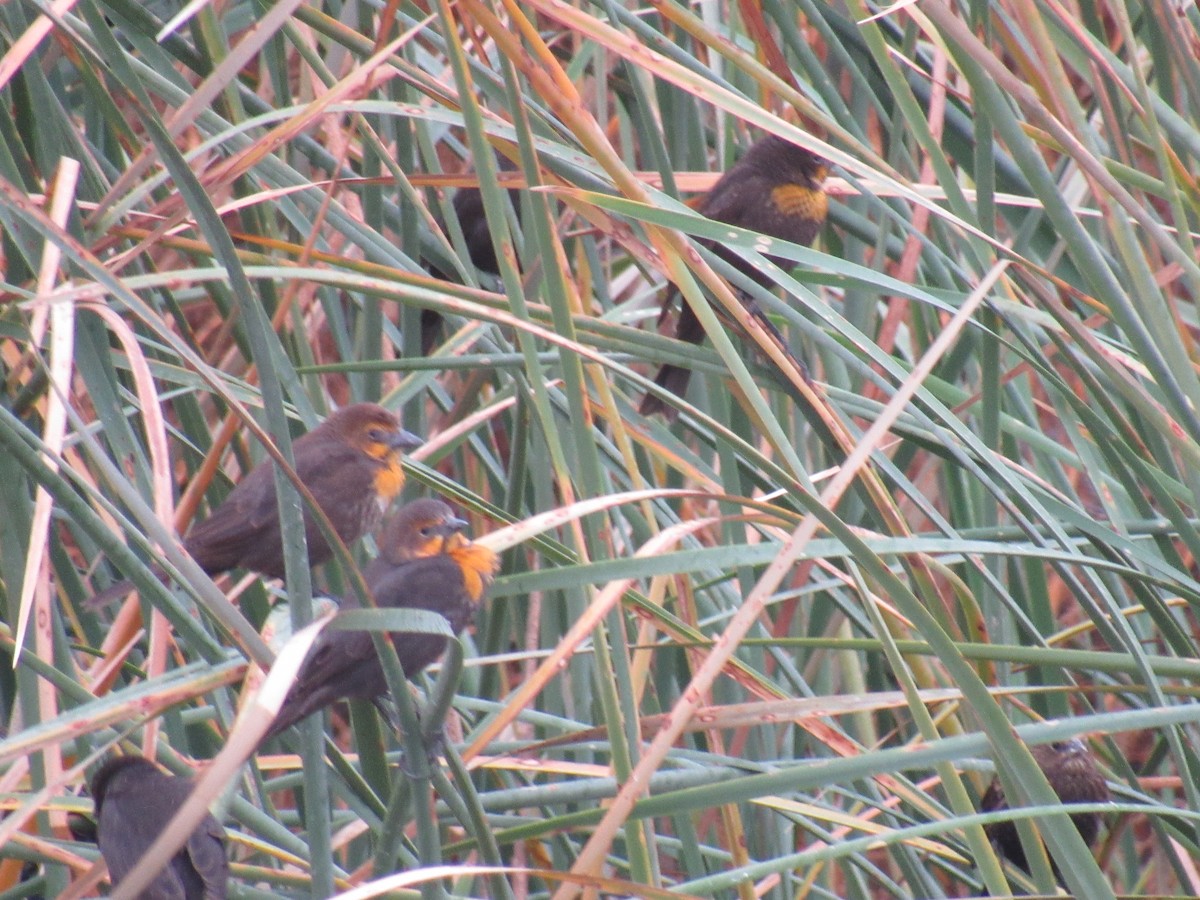 Yellow-headed Blackbird - ML612542735