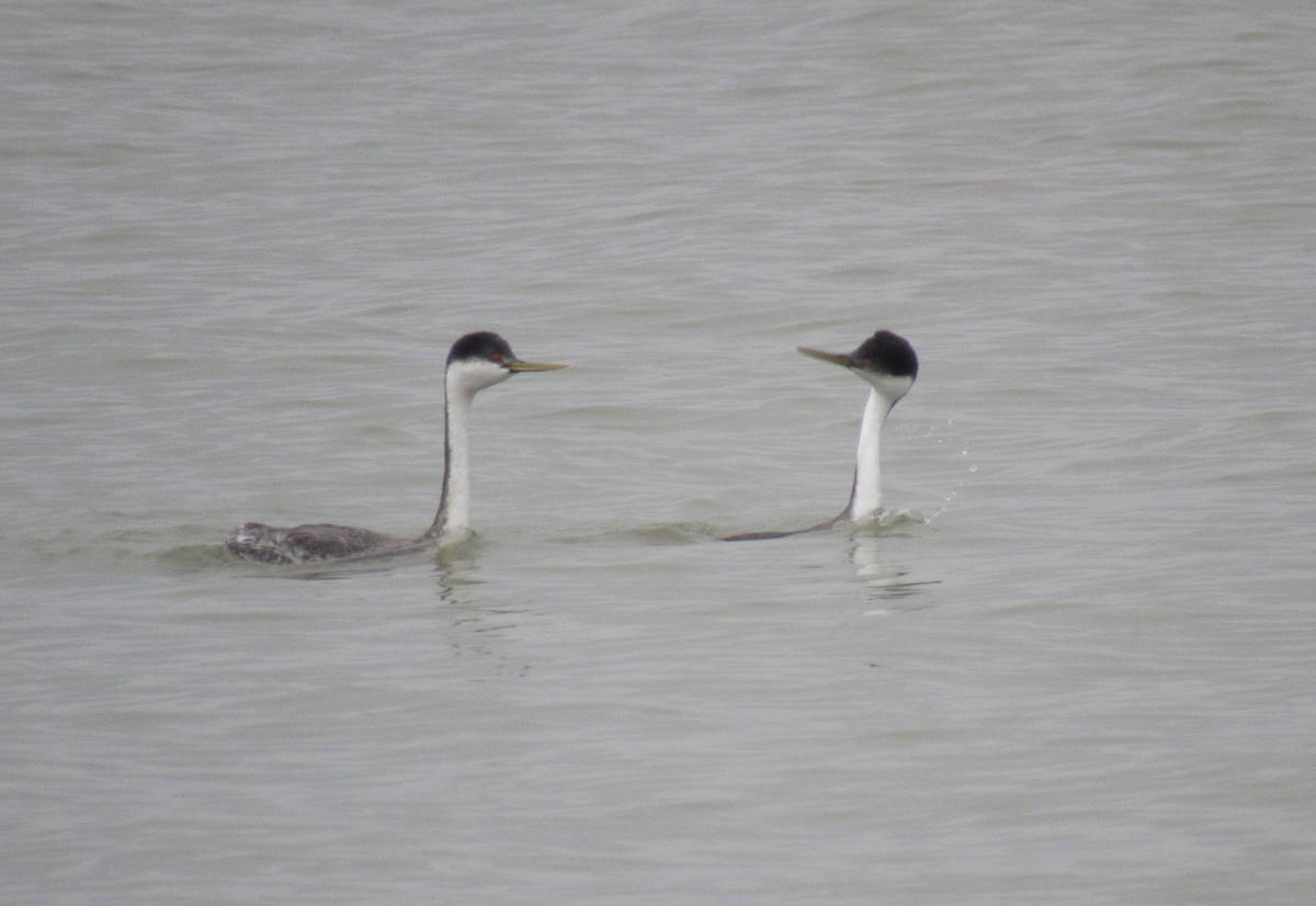 Western Grebe - ML612542763