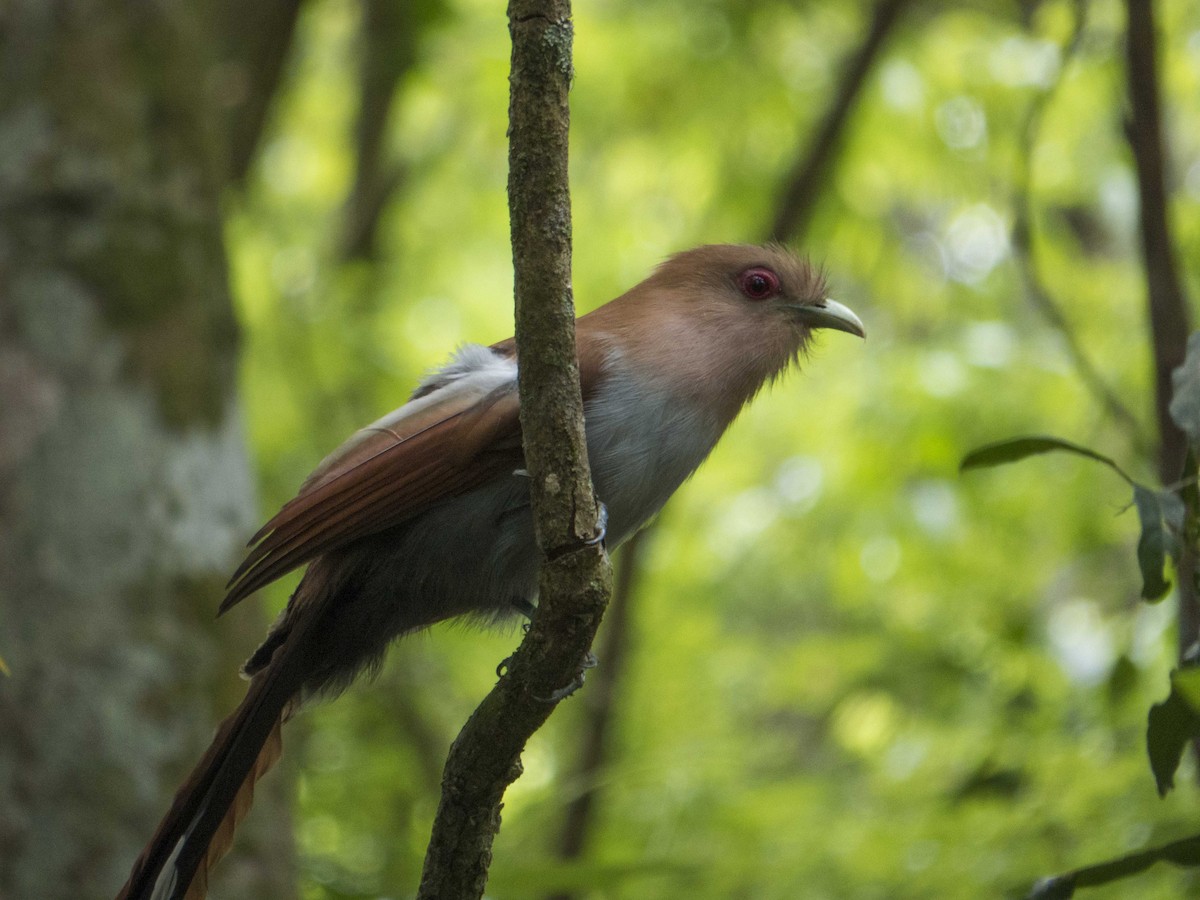 Squirrel Cuckoo - Leandro Bareiro Guiñazú