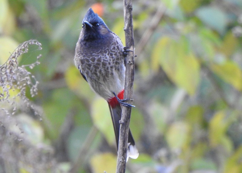 Red-vented Bulbul - ML612542846