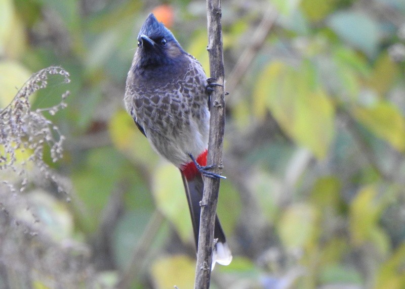 Bulbul à ventre rouge - ML612542846