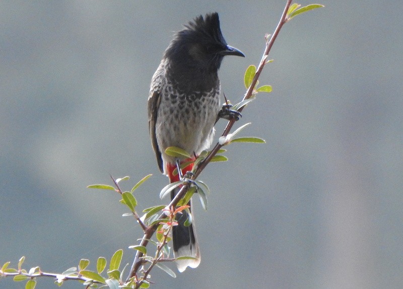 Bulbul à ventre rouge - ML612542847