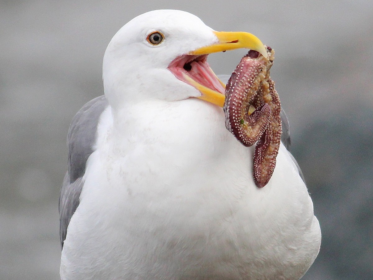 Western Gull - Kyle Eckland