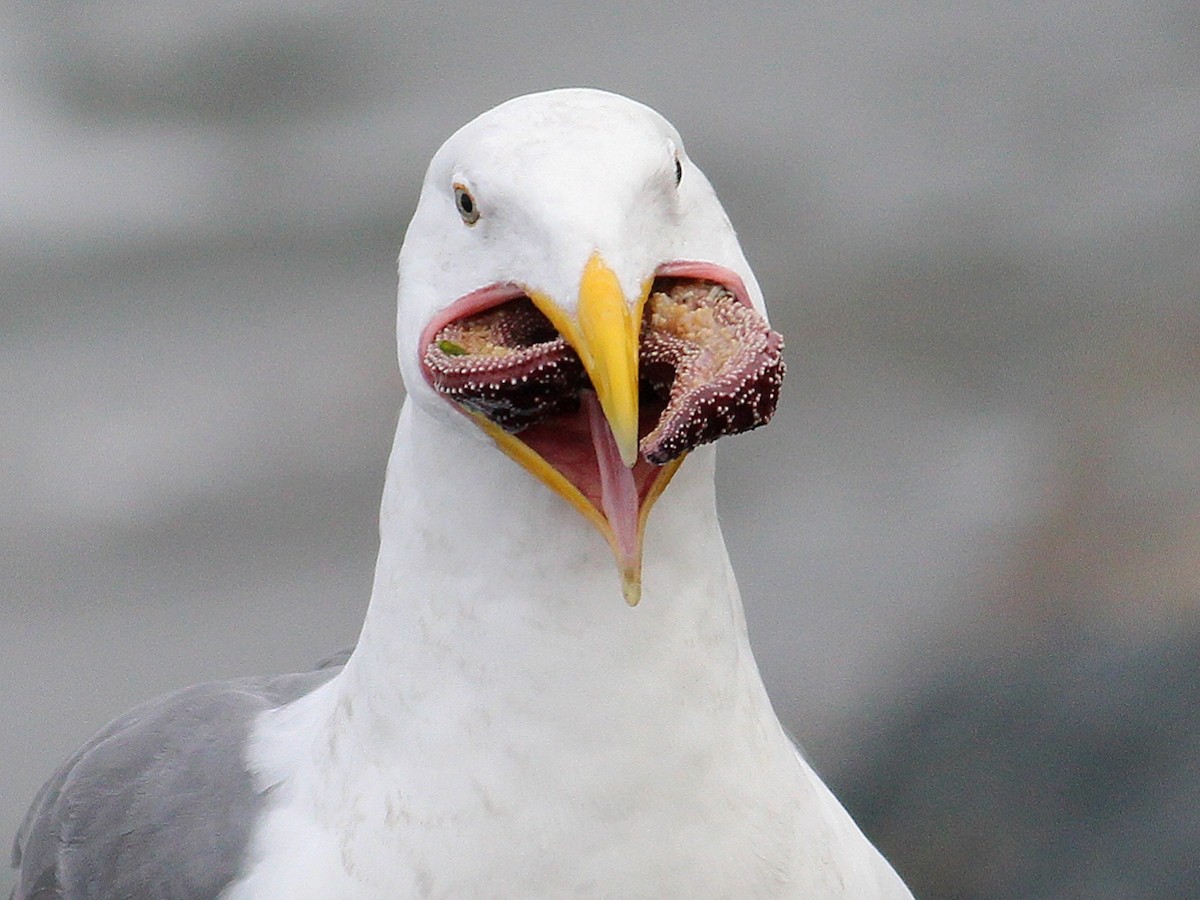 Western Gull - ML612543128