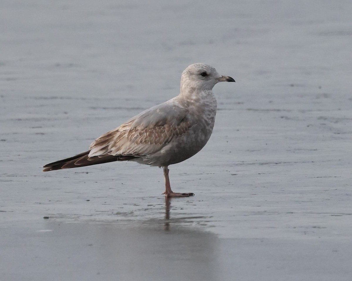 Short-billed Gull - ML612543135