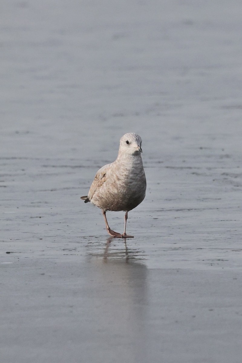 Short-billed Gull - ML612543144