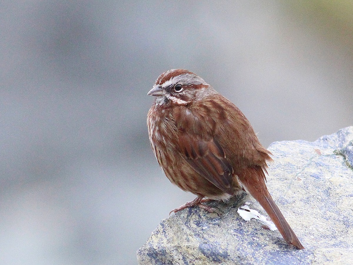 Song Sparrow - ML612543160